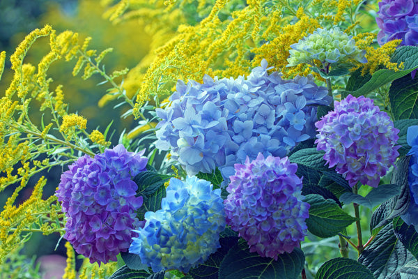 Natural Allergy Prevention & Management | Supplements For Allergies